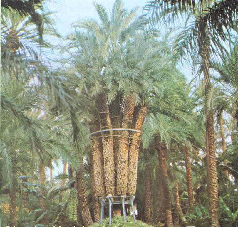 une vue du jardin de Elche prs d'Alicante